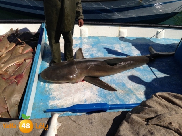 minashark328 (16).JPG